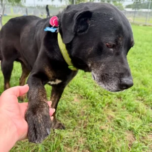 scale-48-1024x1024-1