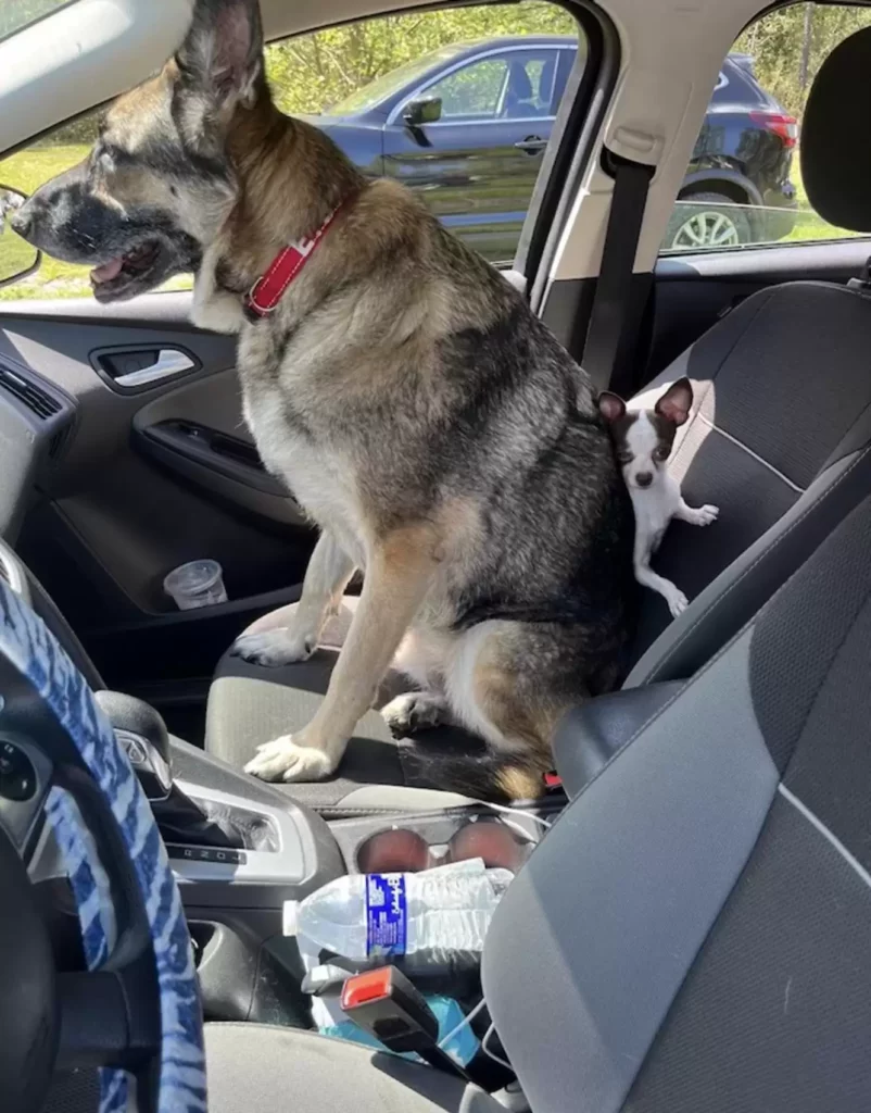 Két test, egy lélek – Bella és Tinkerbell története 74 scale 5 4