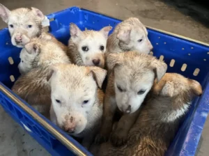 scale-5-8-1024x766-1