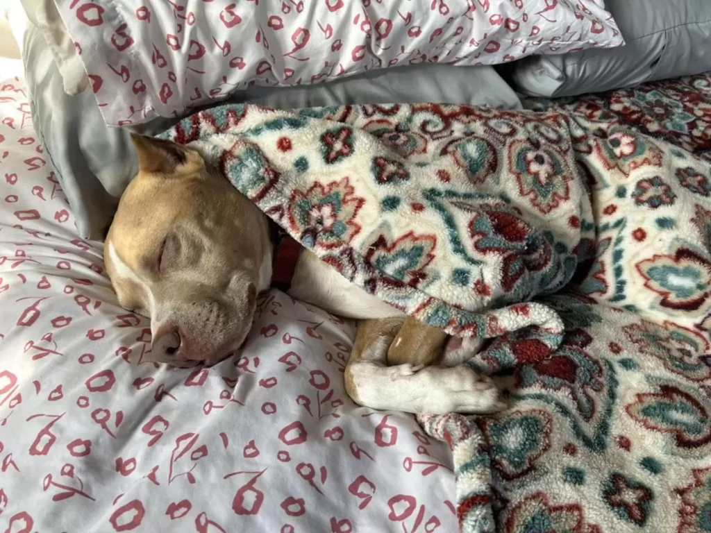 A kutya, akinek nem is látszott az arca – de annál nagyobb volt a szíve 14 scale 6 1