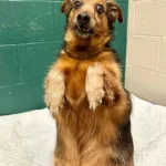 Egy zömök terrierkeverék érkezett a menhelyre, és a furcsa trükkjével azonnal elvarázsolt mindenkit