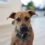 Buddy lefagyott a küszöbnél: így lett a félős kóborból bújós családtag