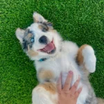 Macskatáp-misztérium a garázsban: a gazdik csapdát állítottak, a kutya pedig lebukott