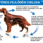 Szúnyogcsípés is ölhet: durván terjed a szívférgesség Magyarországon