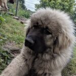 Szeparációs szorongás: praktikus tippek