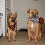 Idős kutya gondozás: amit kevesen mondanak el