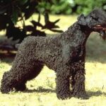 Szeparációs szorongás: útmutató