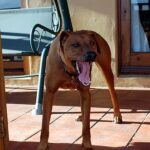 Érdekességek a kutyákról – 2026-02-21