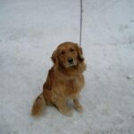 Kutyás etikett és szocializáció: útmutató