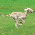 Kutyás etikett és szocializáció: útmutató