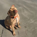 Kutyás etikett és szocializáció: kezdőknek és haladóknak