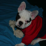 Kölyökkutya nevelés: amit kevesen mondanak el