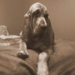 Kutyás etikett és szocializáció: lépésről lépésre