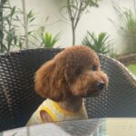 Hasznos tanácsok a tudatos kutyatartáshoz