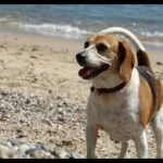 Hasznos tanácsok a tudatos kutyatartáshoz