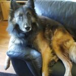 Idős kutya gondozás: útmutató