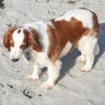 Idős kutya gondozás: útmutató