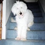 Idős kutya gondozás: gyors segítség