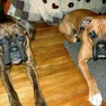 Szeparációs szorongás: kezdőknek és haladóknak