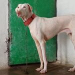 Pórázfegyelem: kezdőknek és haladóknak