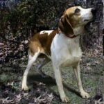 Szeparációs szorongás: gyors segítség