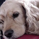 Idős kutya gondozás: praktikus tippek