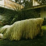 Pórázfegyelem: praktikus tippek