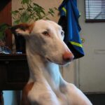 Idős kutya gondozás: kezdőknek és haladóknak