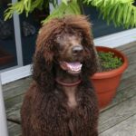 Kutyás etikett és szocializáció: kezdőknek és haladóknak