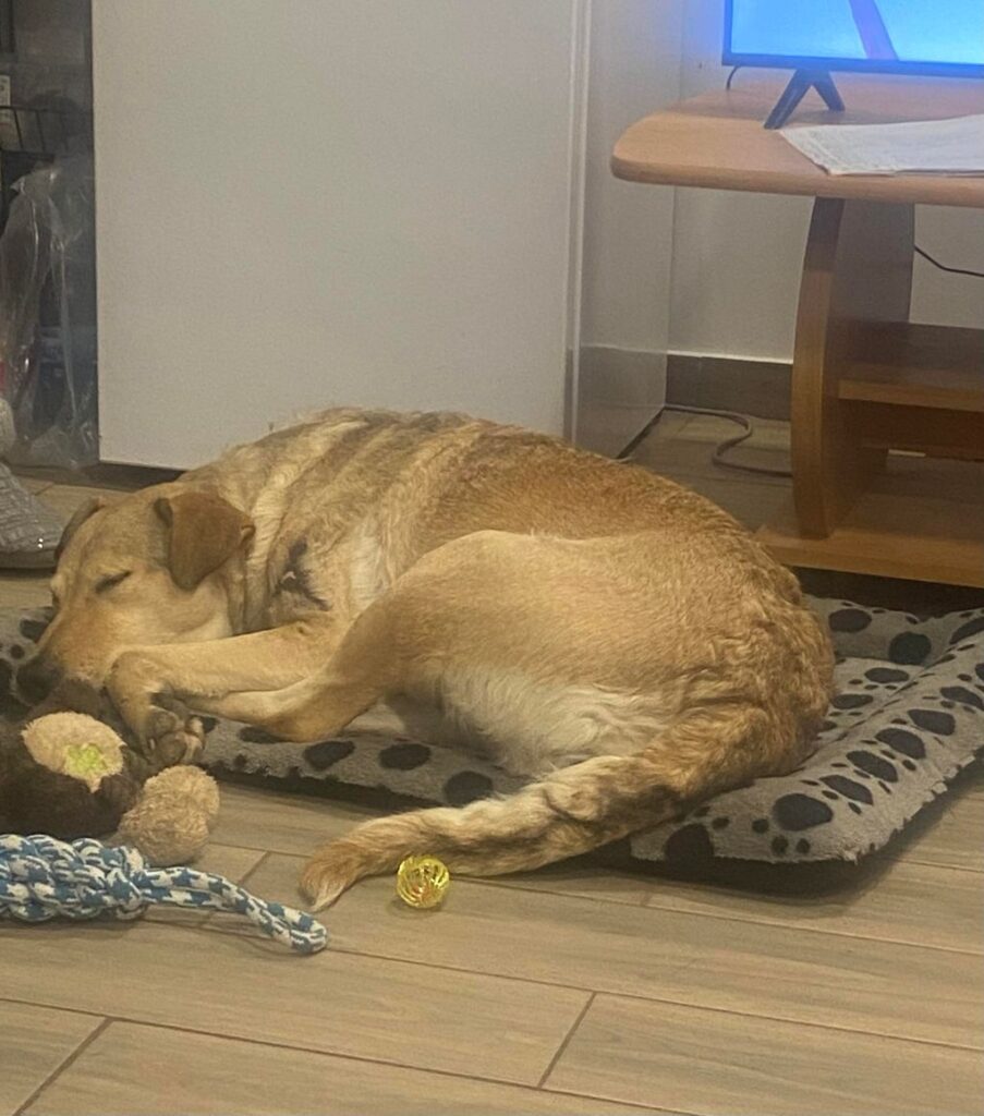 0762becffa764ba59a86909148bd4728