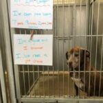 Majdnem egy évtizedig várt a menhelyen – aztán valaki végre meglátta benne a csodát