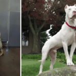 20 fotó, ami bizonyítja, hogy minden kutyának jár egy család