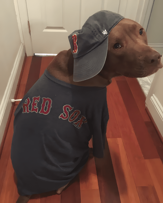 Cukiságbomba: pitbullok, akik ellopják a szíved 1452 11 Tudtad hogy a kutyak szeretik a sportot.png