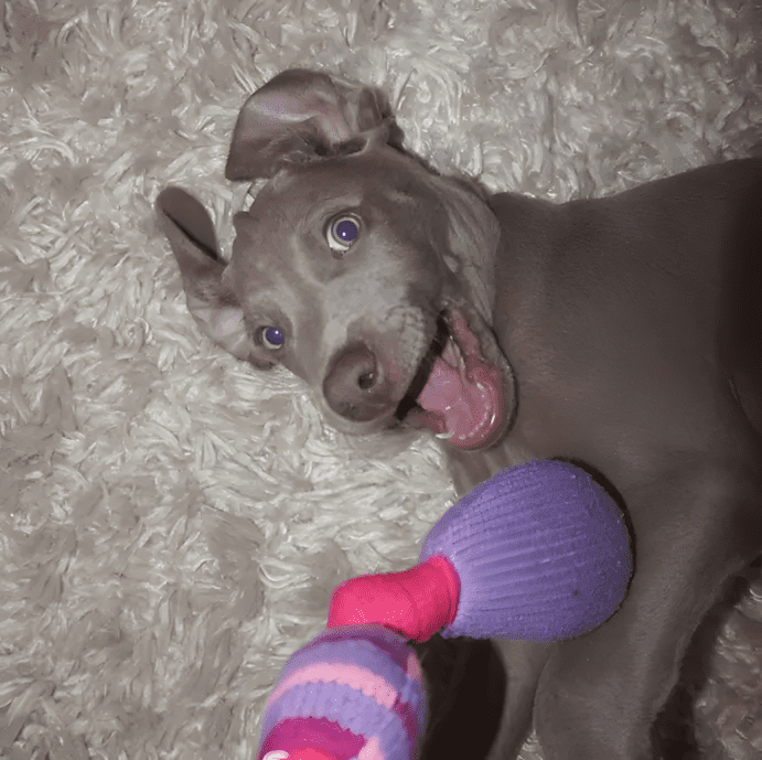 Cukiságbomba: pitbullok, akik ellopják a szíved 1453 12 Egy bloki arca akit nem lehet nem szeretni.png