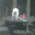 Ezek az állatok megmutatják, mit jelent az igazi lázadás