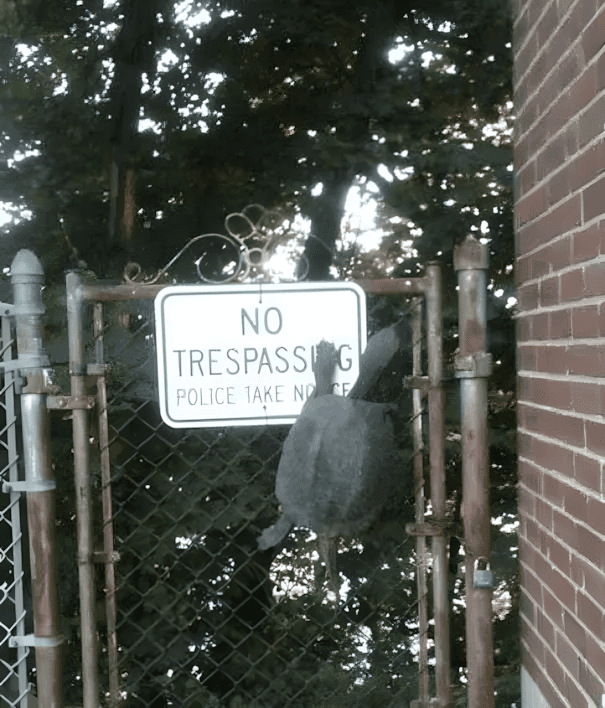 Ezek az állatok megmutatják, mit jelent az igazi lázadás 1473 12 lazado allat akiket nem erdekelnek a hulye szabalyaid7.jpg