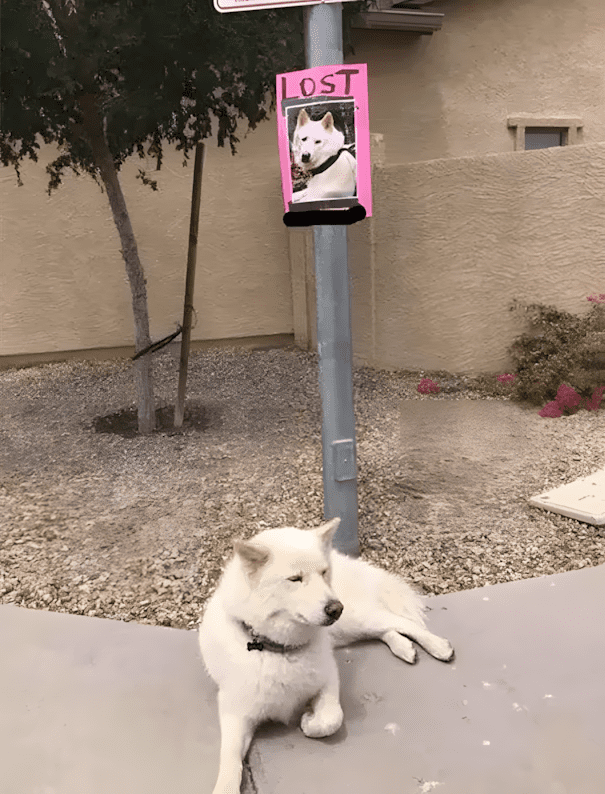 Ezek az állatok megmutatják, mit jelent az igazi lázadás 1475 12 lazado allat akiket nem erdekelnek a hulye szabalyaid9.jpg