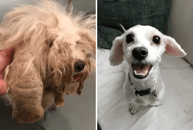 20 fotó, ami bizonyítja, hogy minden kutyának jár egy család 1420 13 Egy nagy fodraszi beavatkozast kellett csinalnunk mert annyira osszegumbancolodott a frizuraja hogy mar alig latott ki alola. Teljesen megvaltozott es kivirult.jpg