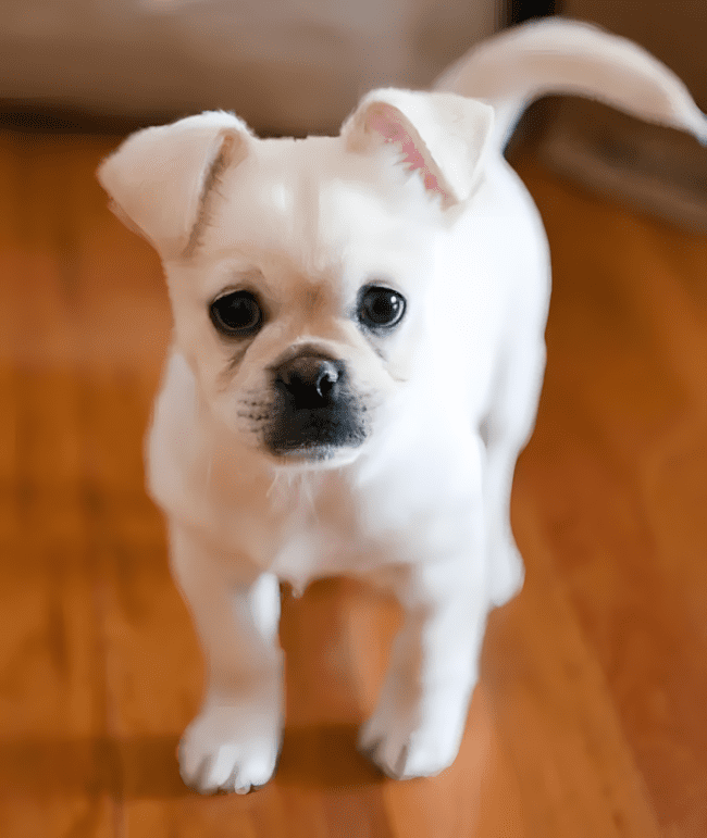 Nem tudsz majd választani: mind a 15 keverék kutya a szívedbe lopja magát ❤ 1238 15 csodaszep keverek kutyus akibe biztos hogy elso latasra beleszeretsz11.jpg