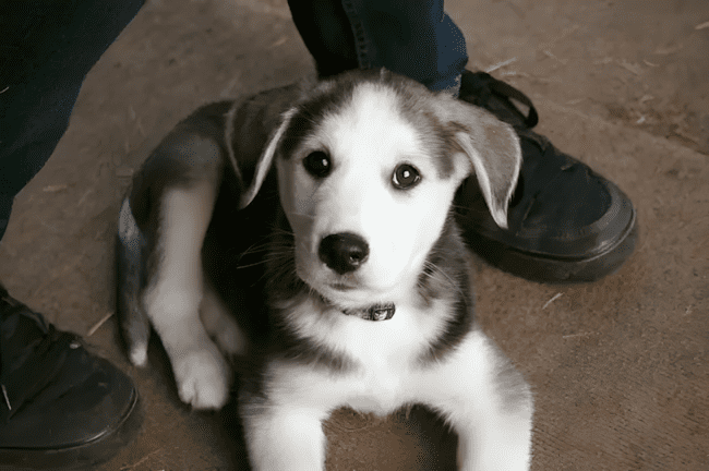 Nem tudsz majd választani: mind a 15 keverék kutya a szívedbe lopja magát ❤ 1233 15 csodaszep keverek kutyus akibe biztos hogy elso latasra beleszeretsz6.jpg