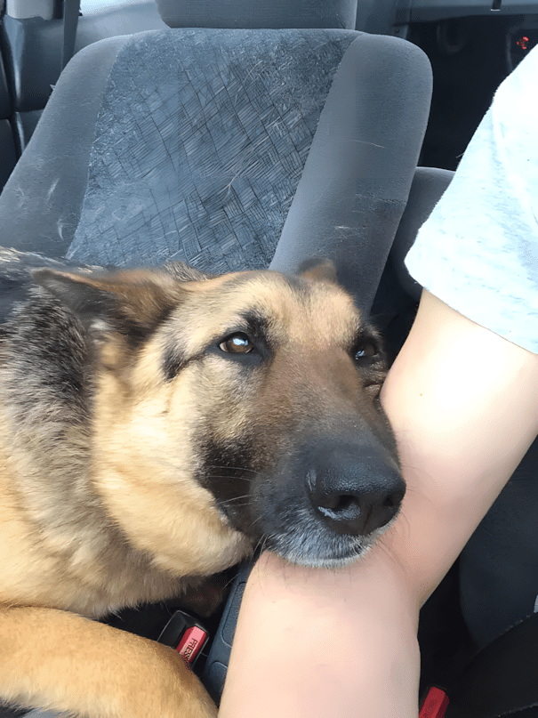 Párkapcsolat vs. házi kedvenc: és a kutya nyert 1547 17 szegyentelen allat10.jpg