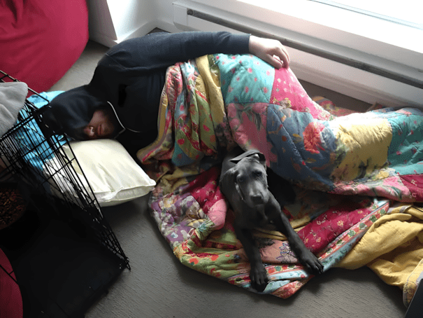 Párkapcsolat vs. házi kedvenc: és a kutya nyert 1548 17 szegyentelen allat11.jpg