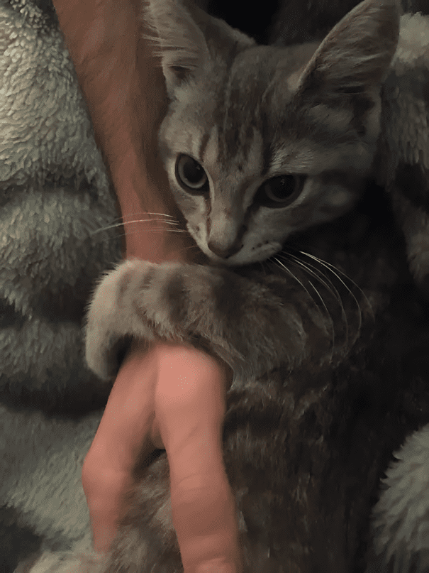 Párkapcsolat vs. házi kedvenc: és a kutya nyert 1550 17 szegyentelen allat13.jpg