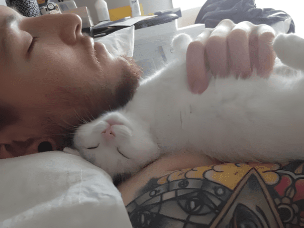 Párkapcsolat vs. házi kedvenc: és a kutya nyert 1552 17 szegyentelen allat15.jpg