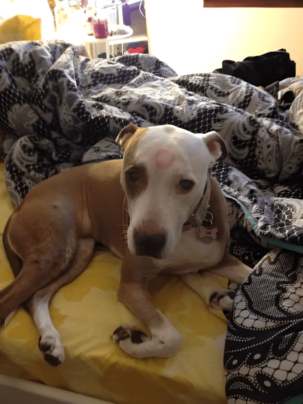 Párkapcsolat vs. házi kedvenc: és a kutya nyert 1554 17 szegyentelen allat17.jpg