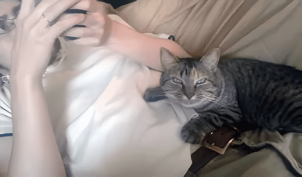 Párkapcsolat vs. házi kedvenc: és a kutya nyert 1539 17 szegyentelen allat2.jpg