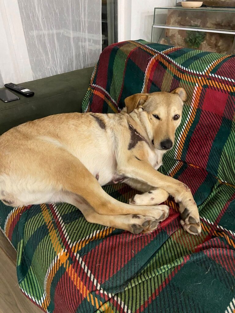 1da7541f93804e71980ec84c64eff21e