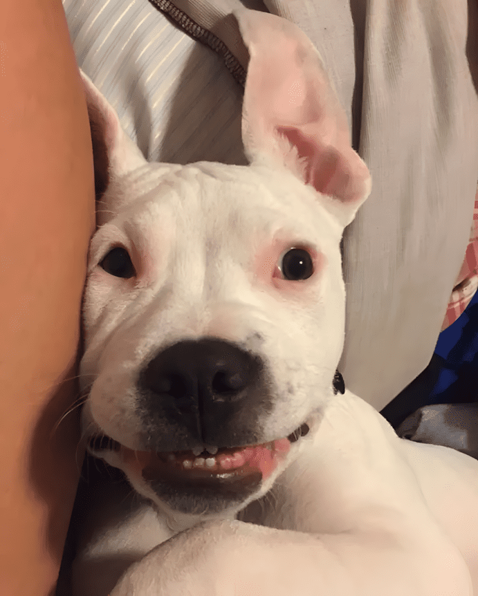 Cukiságbomba: pitbullok, akik ellopják a szíved 1444 3 A mama azt mondta hogy hosszu hetvege van nem tudom mi az de biztos jo.png