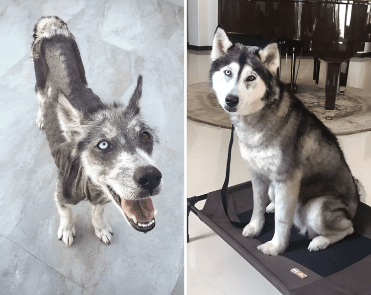 20 fotó, ami bizonyítja, hogy minden kutyának jár egy család 1410 3 Elegge lathato a kulonbseg hogy hol volt vagy van a legjobb helye.jpg