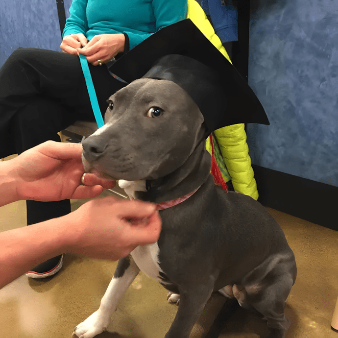 Cukiságbomba: pitbullok, akik ellopják a szíved 1445 4 Na kijartam vegre a kutyaiskolat.png